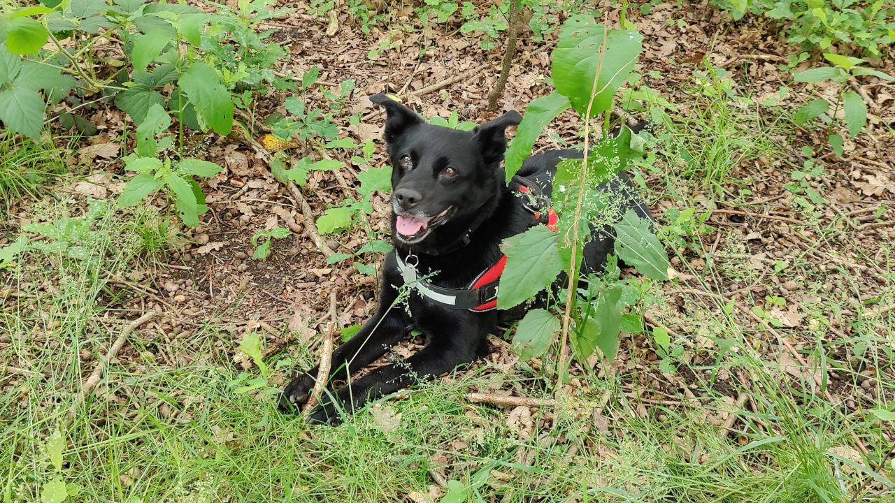 Marmor, Stein und Eisen bricht